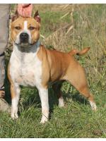 American Staffordshire Terrier, amstaff - Bred-by, Flora HD-B ED-0 Ataxia Carrier