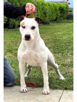 American Staffordshire Terrier, amstaff - , Lola ( Ataxia Clear By Parental)