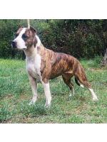 American Staffordshire Terrier, amstaff - Bred-by, Vegas
