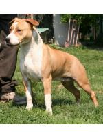 American Staffordshire Terrier, amstaff - Bred-by, India (Ataxia Clear)