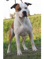 American Staffordshire Terrier, amstaff - Bred-by, Blues 