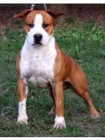 American Staffordshire Terrier Manny (Ataxia Carrier)