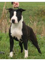 American Staffordshire Terrier, amstaff - Bred-by, Wendy