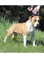 American Staffordshire Terrier Mary (Ataxia Clear By Parental)