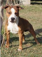 American Staffordshire Terrier Sonny (Ataxia Clear By Parental)