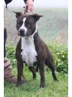 American Staffordshire Terrier, amstaff - Bred-by, Gioia(Ataxia Clear By Parental)