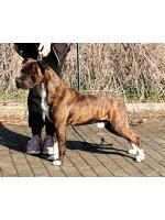 American Staffordshire Terrier Tanos (Ataxia Clear By Parental)