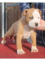 American Staffordshire Terrier Donnie (Ataxia Clear By Parental) 