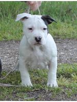 American Staffordshire Terrier Pancho (Ataxia Clear By Parental HD 0 ED0)