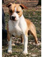 American Staffordshire Terrier Toky (Ataxia Clear)