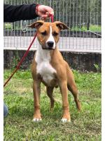 American Staffordshire Terrier, amstaff - , Moon Rock Landi's Red Ruffian 