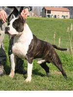 American Staffordshire Terrier, amstaff - Bred-by, Kimbo (Ataxia Clear By Parental)