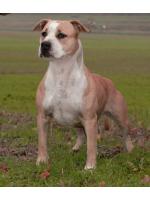 American Staffordshire Terrier, amstaff - Foundation, Savanah (Ataxia Clear byParental) HD-B ED-0 Cardio Normal