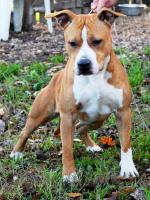 American Staffordshire Terrier Vaiana (Ataxia Clear By Parental)