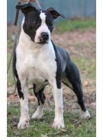 American Staffordshire Terrier, amstaff - Bred-by, Big Mama (Ataxia Clear By Parental)