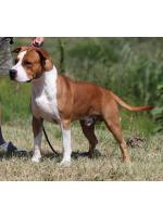American Staffordshire Terrier, amstaff - Bred-by, Red (Ataxia Carrier)