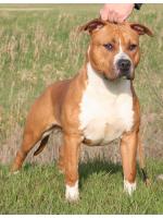 American Staffordshire Terrier, amstaff - Bred-by, Chimay (Ataxia Clear by Parental) HD-A ED-0