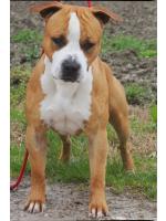 American Staffordshire Terrier, amstaff - Bred-by, Willy (Ataxia Clear BY Parental) HD-A ED-0 