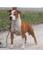 American Staffordshire Terrier Blondie (      Ataxia Clear By Parental)