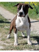 American Staffordshire Terrier, amstaff - Bred-by, Orso (Ataxia Clear By Parental)HD-B ED-0