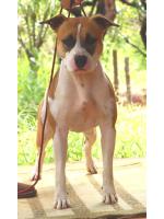 American Staffordshire Terrier, amstaff - Bred-by, Diva (Ataxia Clear By Parental)