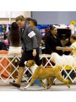 American Staffordshire Terrier, amstaff - Champions, Speed