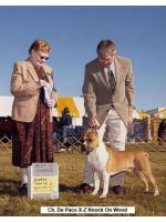 American Staffordshire Terrier, amstaff - Champions, Doc