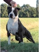 American Staffordshire Terrier Tyson-Ted (Ataxia Clear by Parental) Cardio  Normal