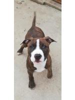 American Staffordshire Terrier, amstaff - Bred-by, Zeus ( Ataxia Clear By Parental)