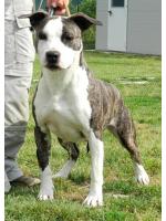 American Staffordshire Terrier, amstaff - Bred-by, Iris