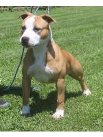 American Staffordshire Terrier Lady (Ataxia Clear By Parental) 