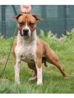 American Staffordshire Terrier, amstaff - Bred-by, Simba (Ataxia Clear By Parental)