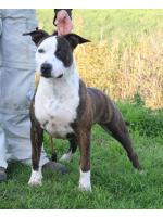 American Staffordshire Terrier Bonny (Ataxia Clear By Parental)