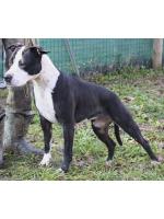 American Staffordshire Terrier, amstaff - Bred-by, Zuma (Ataxia Clear By Parental)