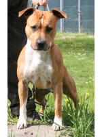 American Staffordshire Terrier Peter (ataxia Clear By Parental)