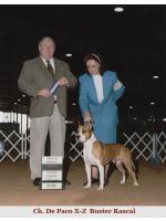 American Staffordshire Terrier, amstaff - Champions, Buster