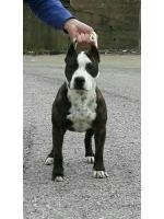 American Staffordshire Terrier, amstaff - Bred-by, Shana (Ataxia Clear By Parental)