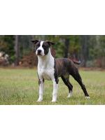American Staffordshire Terrier Kalea ( Ataxia Clear By Parentali)