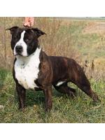 American Staffordshire Terrier Bronx (ataxia Clear by Parental)