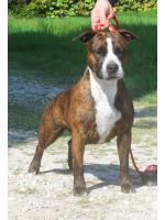 American Staffordshire Terrier Kira (Ataxia Clear By Parental)