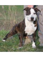 American Staffordshire Terrier, amstaff - Bred-by, D'artagnan (Ataxia Clear by Parental)
