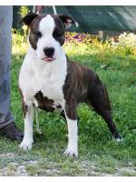 American Staffordshire Terrier Miami (ataxia Clear by Parental)