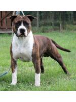 American Staffordshire Terrier, amstaff - Bred-by, Billy