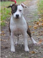 American Staffordshire Terrier, amstaff - Bred-by, Maya (ataxia clear by parental) 