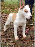 American Staffordshire Terrier Lola ( Ataxia Clear By Parental)