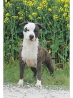 American Staffordshire Terrier Aloha (Ataxia Clear By Parental)