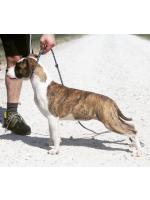 American Staffordshire Terrier, amstaff - Bred-by, Clhoe (Ataxia clear by parental) 