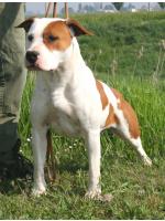 American Staffordshire Terrier, amstaff - Bred-by, Pepper (Ataxia Clear) HD-A ED-0
