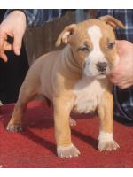 American Staffordshire Terrier Xena (Ataxia Clear By Parental) 