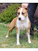 American Staffordshire Terrier Kenya (Ataxia Clear By Parental) HD-A  ED-0 Cardio Normal 